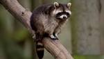  Raccoon tests positive for rabies in northwest Charlotte