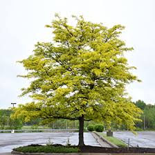 Image result for Gleditsia triacanthos