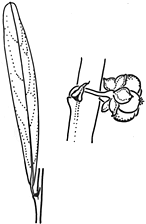 Image result for Phyllanthus maderaspatensis