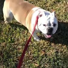 Florida english bulldog rescue, odessa, florida. Larue S Legacy Bulldog Rescue Of South Florida Home Facebook