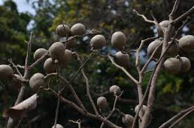 Image result for Parinari excelsa