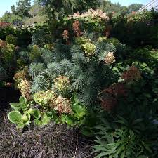 All parts of the plant are highly toxic if ingested. Euphorbia Characias