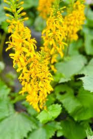 Image result for Eggelingia ligulifolia