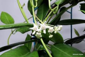 This detailed hoya australis care guide has all you need to know about watering, humidity, soil requirements, so keep reading for more info! Hoya Australis Ssp Oramicola Vermont Hoyas