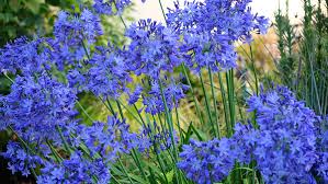 Image result for Agapanthus codii