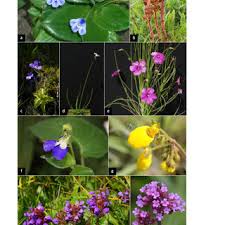 Image result for Thomandersia hensii