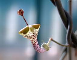 Image result for Ceropegia conrathii
