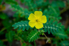 Image result for Tribulus terrestris