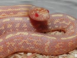 Corn Snake Morphs 27 Morph List Pictures Descriptions