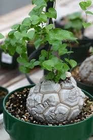Image result for Dioscorea cotinifolia