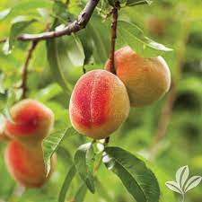 Maybe you would like to learn more about one of these? Loring Peach Texas Pecan Nursery