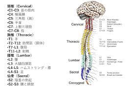 第 7 頚椎 棘 突起