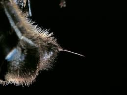 Honey bees, unlike bumble bees, can sting only one time because their stinger becomes. Do Bees Die After Stinging