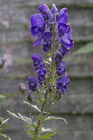 Aconitum Napellus Napellus Monkshood Shipping Begins Feb 2021 From Leo Berbee Bulb Company