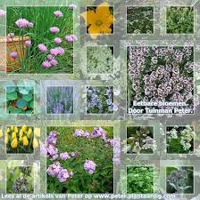 De latijnse naam van melkdistel is sonchus oleraceus. 95 Ideeen Over Zevenblad Kruiden En Eetbare Bloemen In 2021 Eetbare Bloemen Kruiden Eetbare Planten