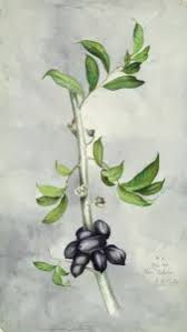 Image result for Uvariastrum