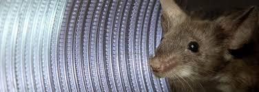 Image result for how do i keep mice out of my floor vents