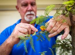 An award-winning bonsai grower in Metairie says there's a passion behind  all those tiny snips and trims