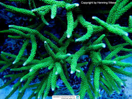 Image result for Acrotome hispida