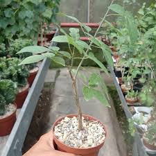 Image result for Commiphora schlechteri