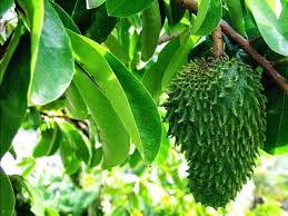 Check spelling or type a new query. Rambut Sihat Dengan Asbab Durian Belanda Zmfarm