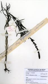 Image result for Striga bilabiata