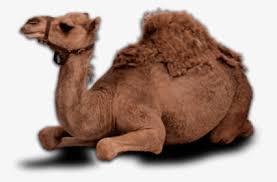 Download and use 400+ camel stock photos for free. Camel Png Images Free Transparent Camel Download Kindpng