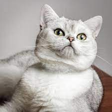 Simba British Shorthair Null British Shorthair Grey And White Cat British Shorthair Kittens