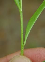 Image result for Polygala senensis