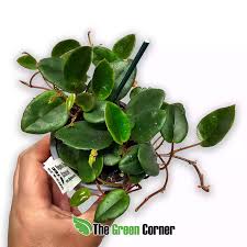 Image result for Begonia elaeagnifolia