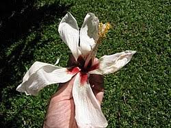Image result for Hibiscus gwandensis