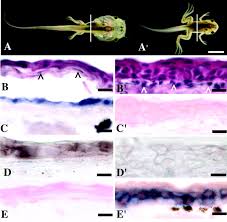 Why are my tadpoles dying? Tadpole Skin Dies Autonomously In Response To Thyroid Hormone At Metamorphosis Pnas