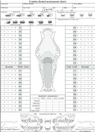 Veterinary Dental Charting Bedowntowndaytona Com