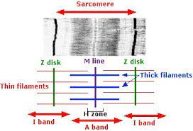 Sarcomere At Auburn University Studyblue Human Body Systems Physiology Medical School Studying