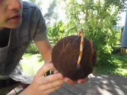 Grow Coconut Palm Tree From Supermarket Coconut Coconut Palm Tree Coconut Palm Growing Fruit
