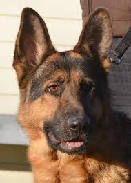 Adopt Bronn On Petfinder German Sheperd Dogs German Shepherd Rescue German Shepherd Dogs