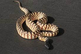 Black Headed Python Reptiles And Amphibians Deadly Creatures Reptiles