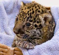 Significant Birth These Two Baby Jaguars At Milwaukee County Zoo Zooborns