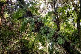 Image result for Drynaria volkensii