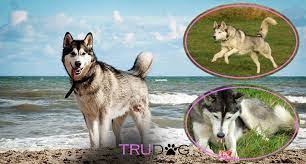 Taking Care Of A Siberian Husky Online, 54% Off | Www.lebienvieillir.com