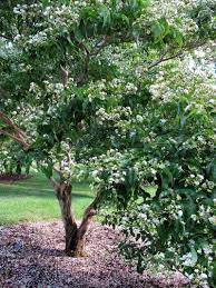 Maybe you would like to learn more about one of these? Dwarf Trees For Zone 3 How To Find Ornamental Trees For Cold Climates Small Ornamental Trees Dwarf Trees Ornamental Trees