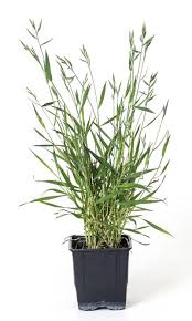 Image result for Brachypodium