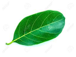 Check spelling or type a new query. Jackfruit Leaves Stock Photo Picture And Royalty Free Image Image 60729975
