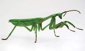 Maybe you would like to learn more about one of these? Giant Praying Mantis Japanese Model Kit By Fujima Giant Praying Mantis Japanese Model Kit By Fujima Deadly Mantis 091fu01 35 99 Monsters In Motion Movie Tv Collectibles Model Hobby Kits Action