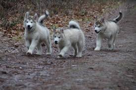 Well known for its plentiful population of white tail deer (state animal) in the appalachian mountains, pa is a state that still has its share of wilderness. Malamute Puppies Kennel Dunblane