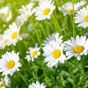 Sfondi desktop immagini fiori per whatsapp. 1