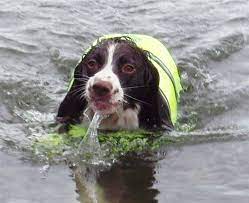 English springer spaniel are non aggressive, friendly and loyal companion. Cedar Knoll Kennel English Springer Spaniel Breeder Minnesota English Springer Spaniel Puppies For Sale Gun Dog Puppies Minnesota