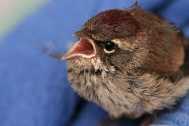 Wounded Wild Bird Rescue How To Help Best Friends Animal Society Wild Birds Wild Animal Rescue Types Of Wild Cats