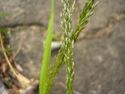 Image result for Eragrostis pilosa