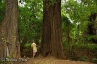 Image result for Diospyros inhacaensis